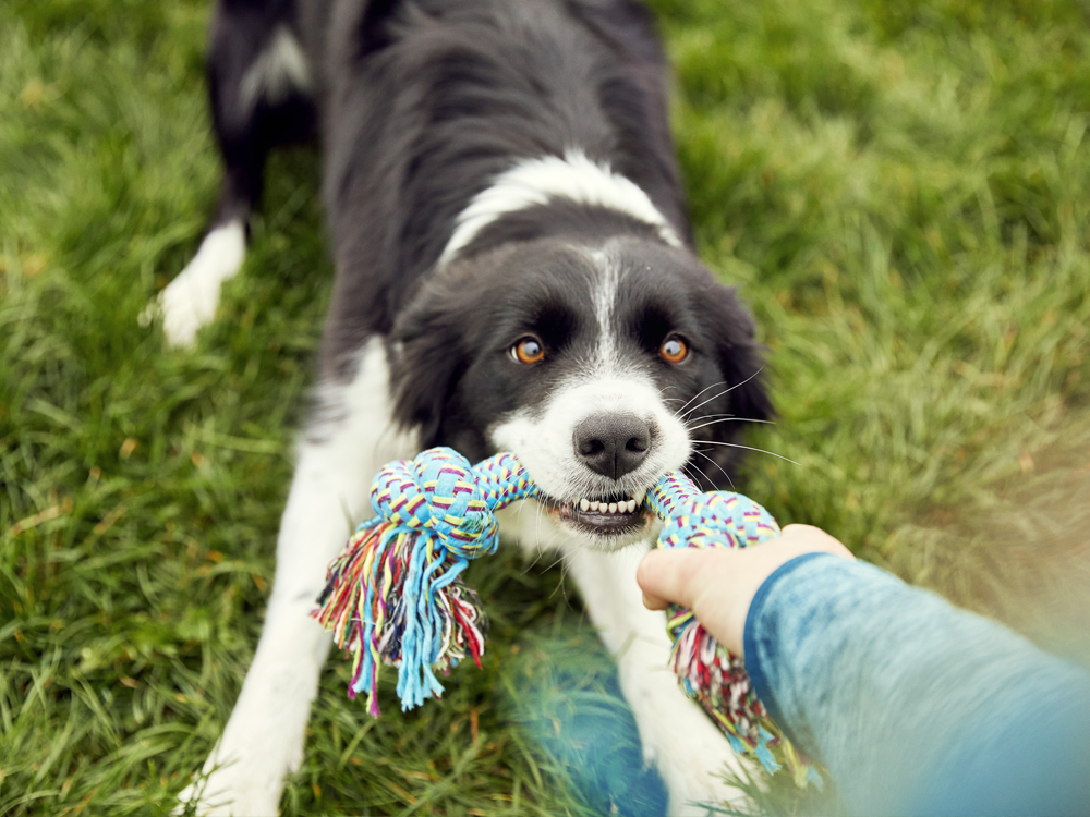 hond spelen speeltje speelgoed welkoop